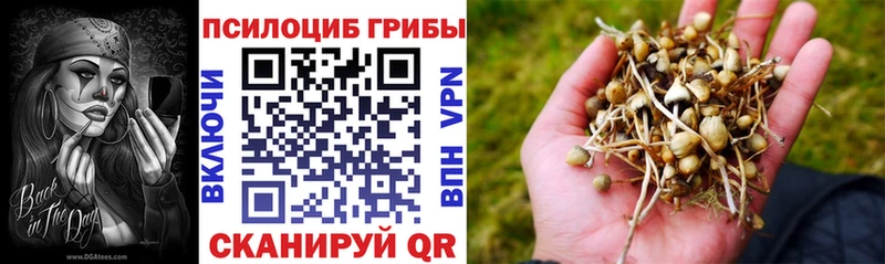 Псилоцибиновые грибы Psilocybe  Купить где  Белорецк 